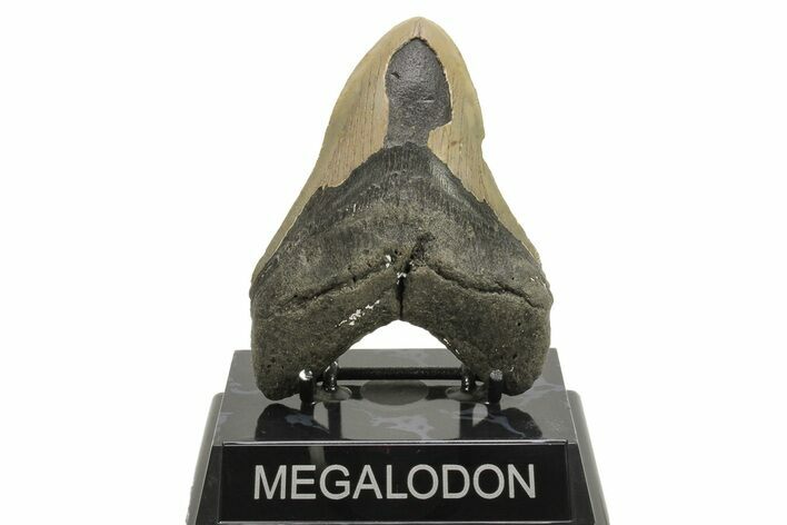 Serrated, Fossil Megalodon Tooth - North Carolina #294538